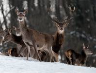 Pierre RICH - Pierre Rich