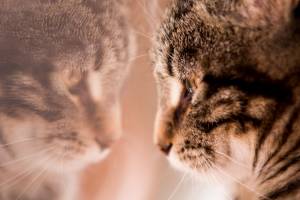 Elodie DEVAYE - CLIC N' REC